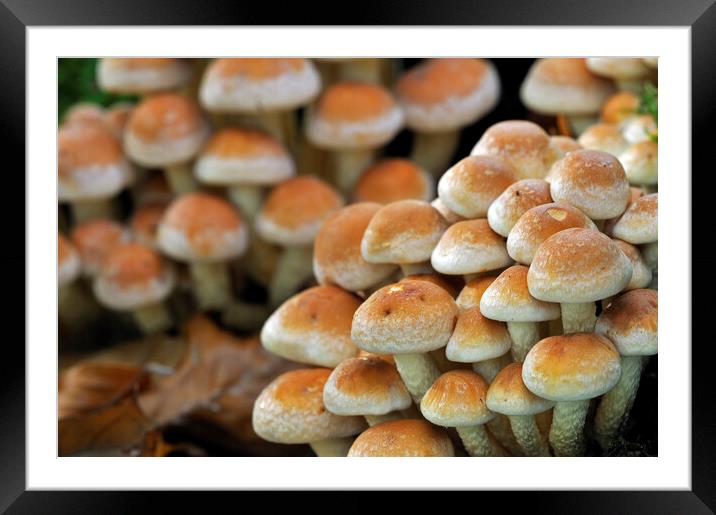 Brick Cap Mushrooms in Woodland Framed Mounted Print by Arterra 
