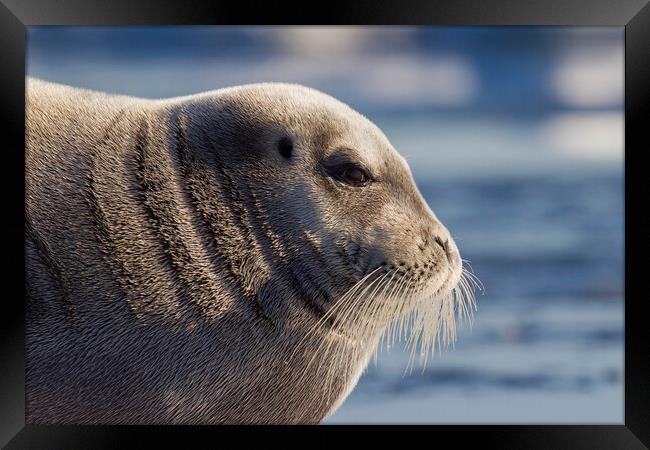 Bearded Seal in Svalbard Framed Print by Arterra 