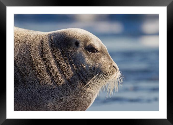 Bearded Seal in Svalbard Framed Mounted Print by Arterra 