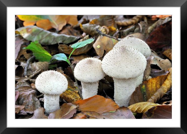 Common Puffballs in Autumn Woodland Framed Mounted Print by Arterra 