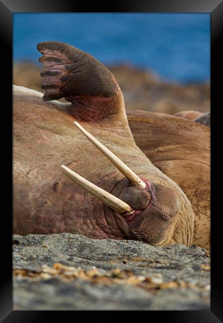 Sleepy Walrus in Svalbard Framed Print by Arterra 