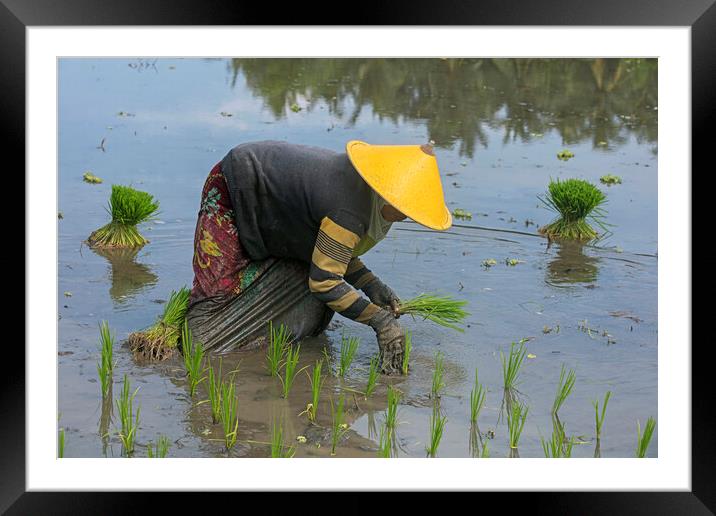 Planting Rice in Paddy Field, Lombok Framed Mounted Print by Arterra 