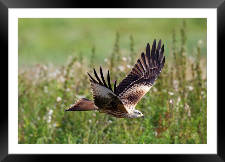 Red Kite Flying over Meadow Framed Mounted Print by Arterra 