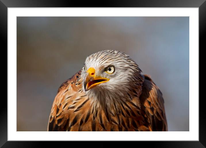 Red Kite Close-Up Portrait Framed Mounted Print by Arterra 