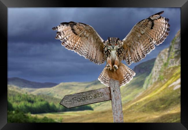 Eagle Owl (Bubo bubo) Landing on Signpost Framed Print by Arterra 