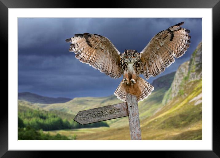 Eagle Owl (Bubo bubo) Landing on Signpost Framed Mounted Print by Arterra 