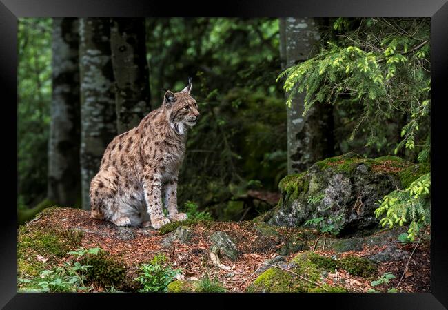Eurasian Lynx Sitting in Forest Framed Print by Arterra 