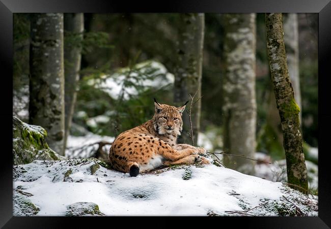 Eurasian Lynx Resting in the Snow in Winter Framed Print by Arterra 