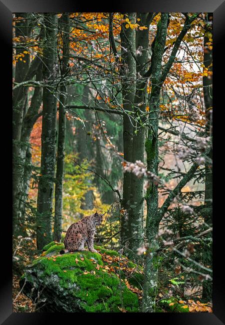 Eurasian Lynx in Autumn Woodland Framed Print by Arterra 