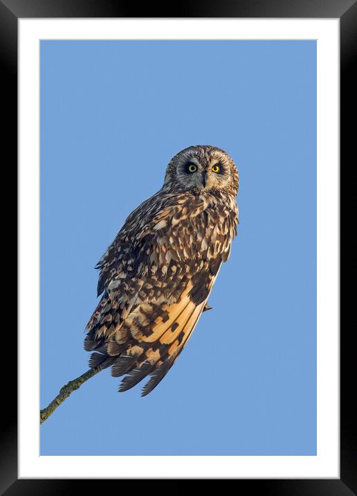 Short-Eared Owl  Framed Mounted Print by Arterra 