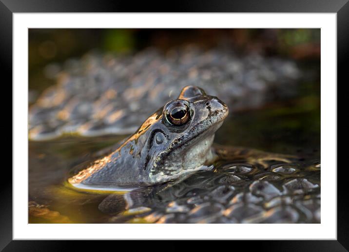 Common Brown Frog and Frogspawn Framed Mounted Print by Arterra 