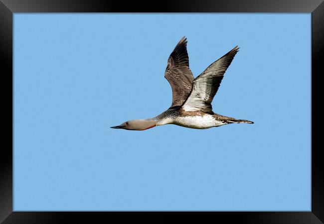 Red-Throated Loon Flying Framed Print by Arterra 