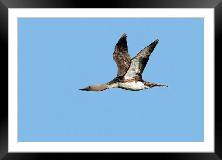 Red-Throated Loon Flying Framed Mounted Print by Arterra 