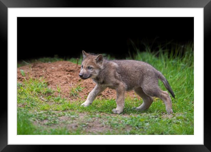 Eurasian Wolf Pup Framed Mounted Print by Arterra 