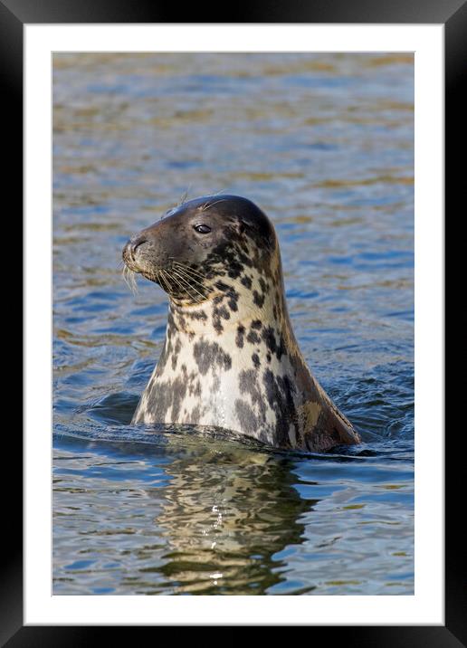 Curious Grey Seal Framed Mounted Print by Arterra 