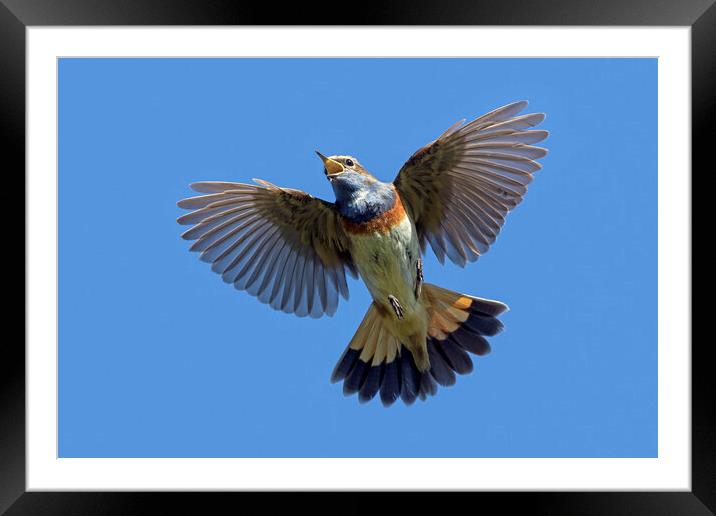 White-Spotted Bluethroat Singing in Flight Framed Mounted Print by Arterra 