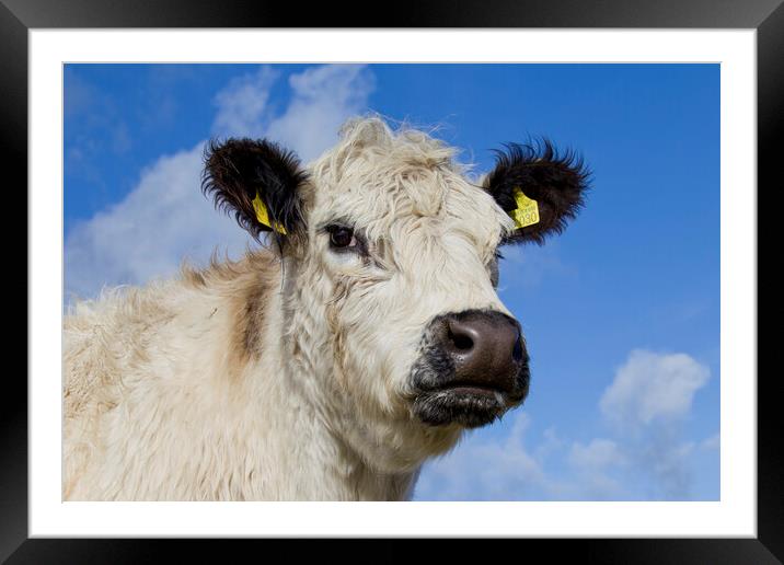 White Galloway Cow in Scotland Framed Mounted Print by Arterra 