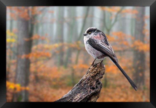 Long-Tailed Tit in Autumn Forest Framed Print by Arterra 