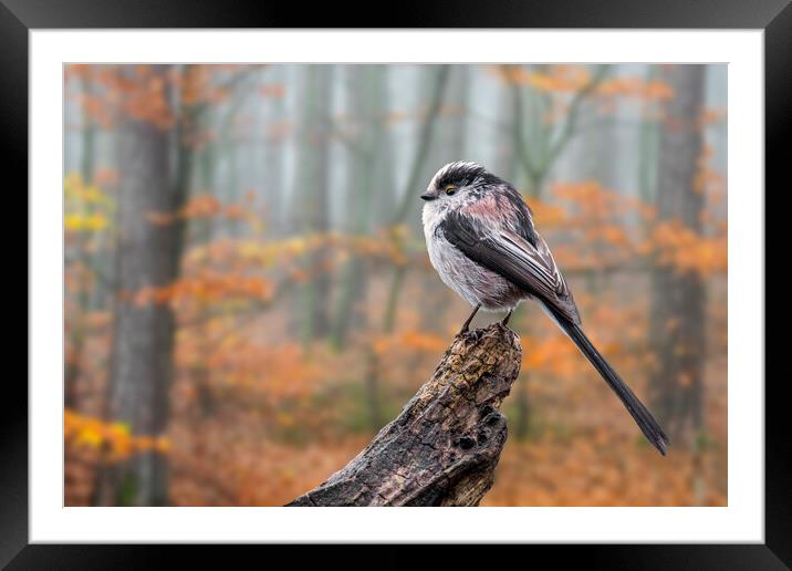 Long-Tailed Tit in Autumn Forest Framed Mounted Print by Arterra 