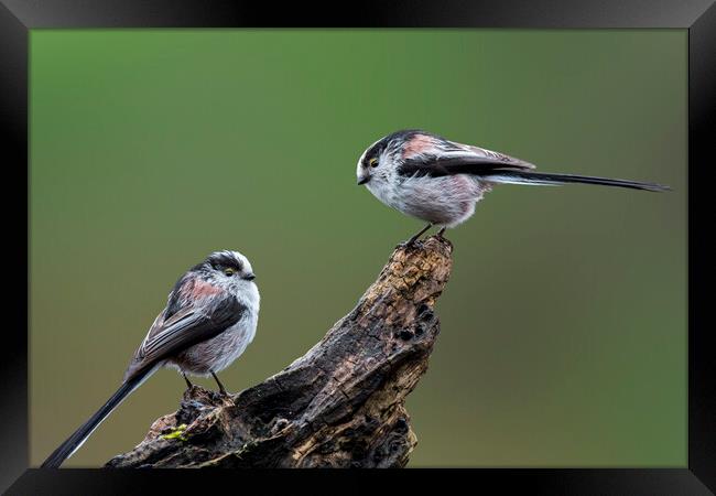 Two Long-Tailed Tits Framed Print by Arterra 