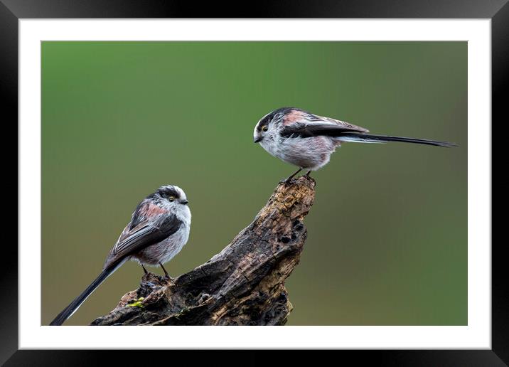Two Long-Tailed Tits Framed Mounted Print by Arterra 