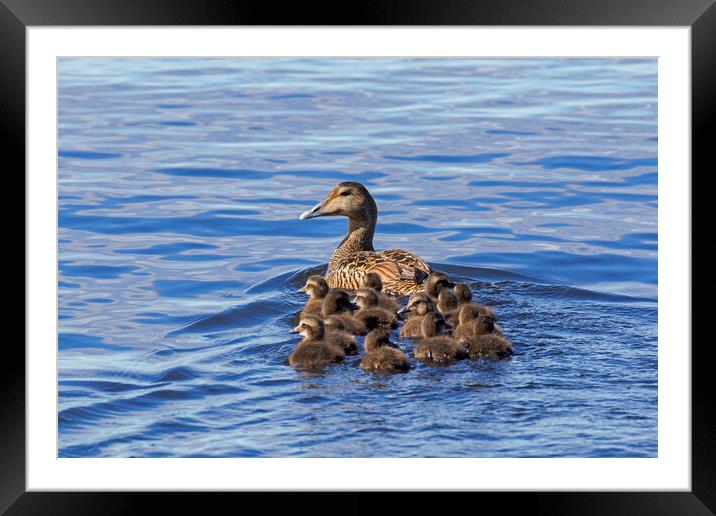 Common Eider Duck Female with Ducklings Framed Mounted Print by Arterra 