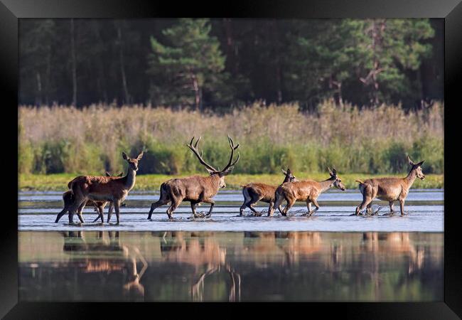 Red Deer Stag with Hinds Crossing Pond Framed Print by Arterra 