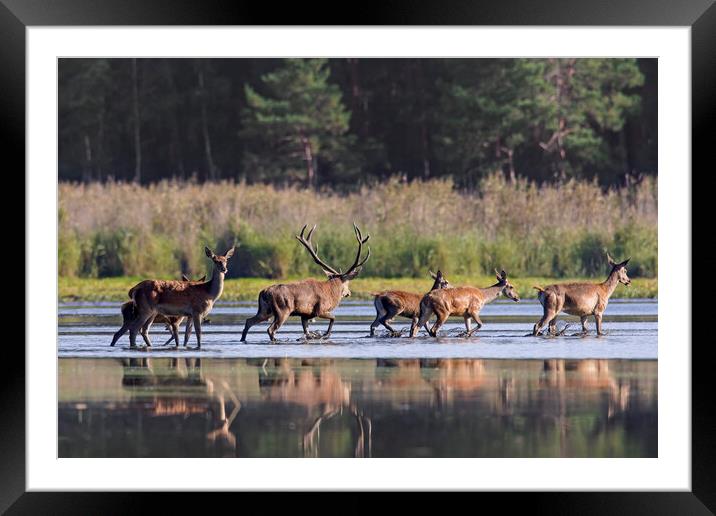 Red Deer Stag with Hinds Crossing Pond Framed Mounted Print by Arterra 