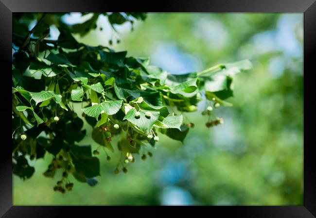 The branch of Linden. Framed Print by Valerii Soloviov