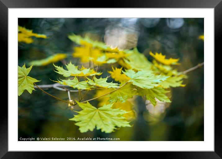 Autumn leaf. Framed Mounted Print by Valerii Soloviov