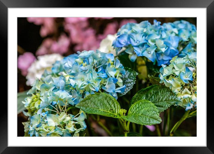 Beautiful flowers. Framed Mounted Print by Valerii Soloviov