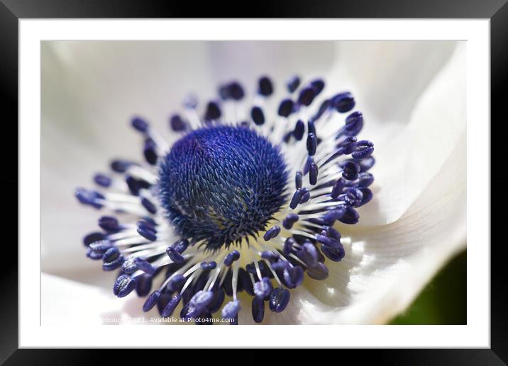 Poppy anemone flower Framed Mounted Print by Philip Gough