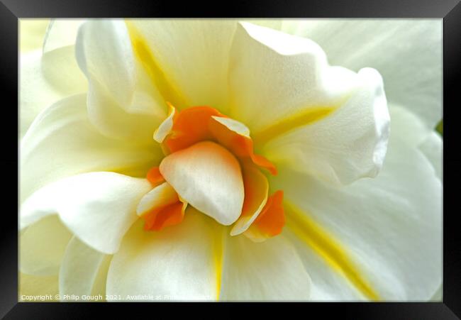 Chinese sacred lily Framed Print by Philip Gough