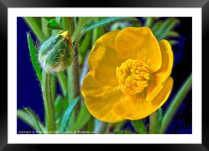 Buttercup Birth Framed Mounted Print by Philip Gough