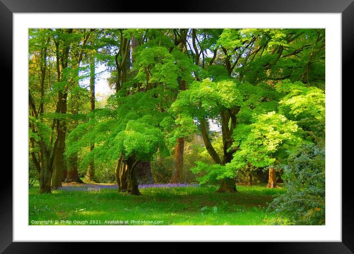 Plant tree Framed Mounted Print by Philip Gough
