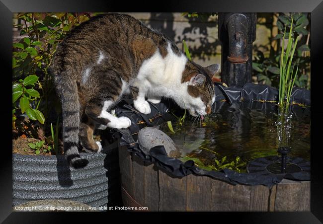 Thirsty cat drinking from the pond Framed Print by Philip Gough