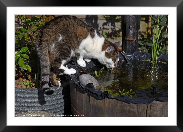 Thirsty cat drinking from the pond Framed Mounted Print by Philip Gough