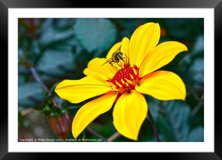 Bee on flower head Framed Mounted Print by Philip Gough