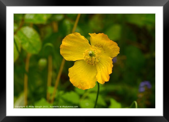 Yellow Californian Poppy (Eschscholzia californica Framed Mounted Print by Philip Gough