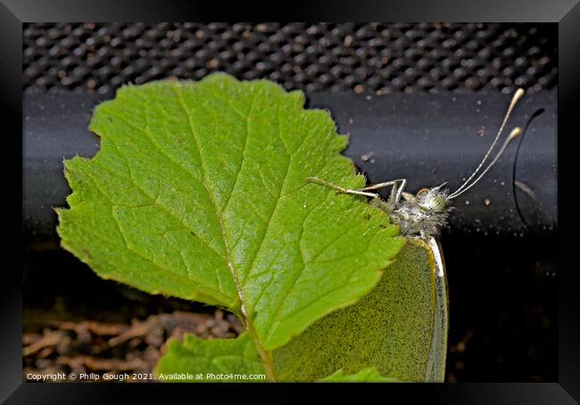 Cabbage White Resting Framed Print by Philip Gough