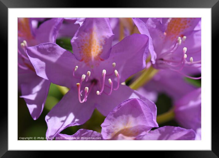 Rhododendron Beauty Framed Mounted Print by Philip Gough