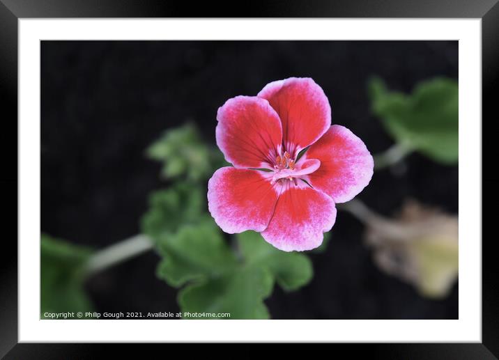Geranium  in Bloom Framed Mounted Print by Philip Gough