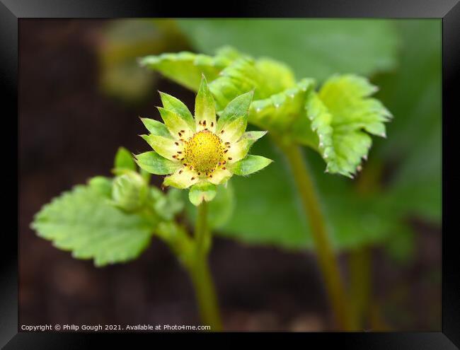 Strawberry Blossom in bloom Framed Print by Philip Gough