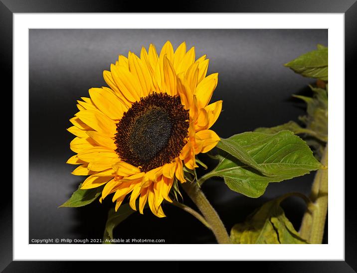 Sunflower Bloom Framed Mounted Print by Philip Gough