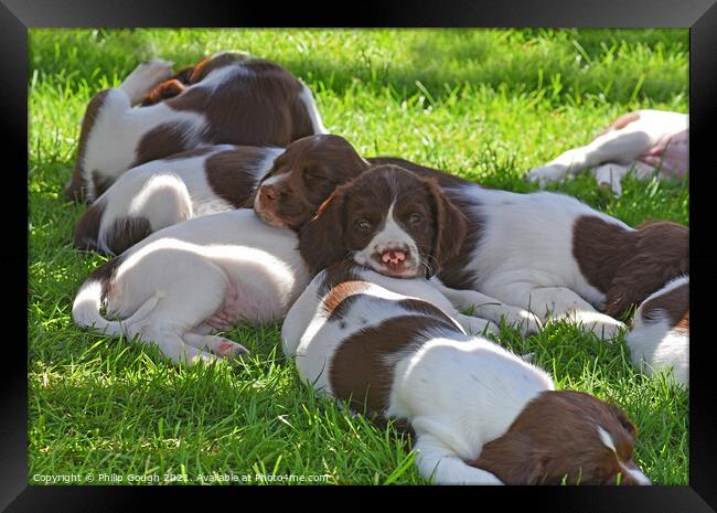 Puppies at rest Framed Print by Philip Gough