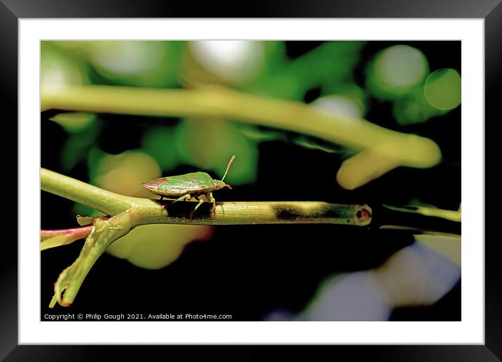 Stink Bug Journey Framed Mounted Print by Philip Gough