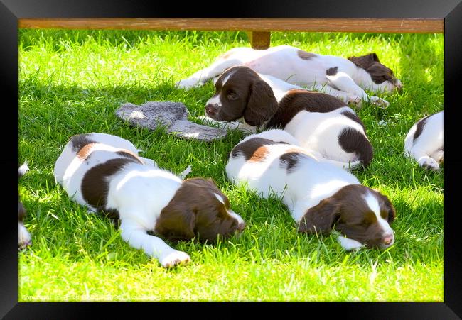 Springer Puppies having a sleep Framed Print by Philip Gough