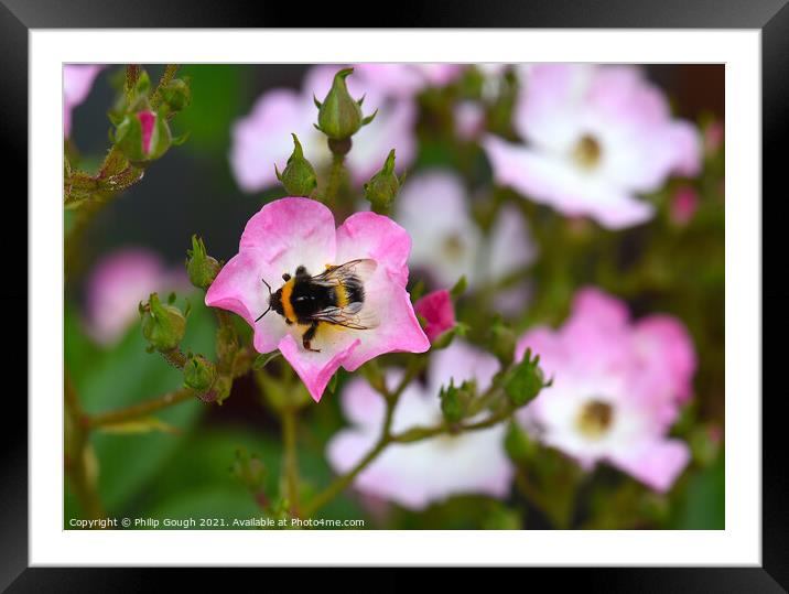 Pollen hunting Framed Mounted Print by Philip Gough