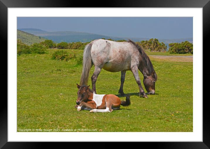 DARTMOOR FOAL AND MARE Framed Mounted Print by Philip Gough