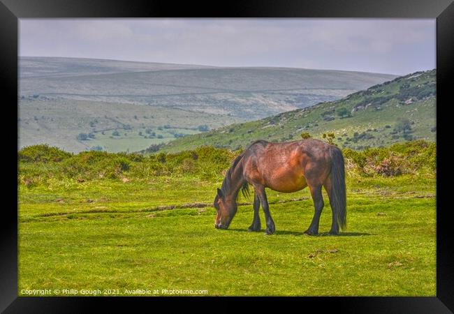 A brown Dartmoor Pony grazing on a lush green field Framed Print by Philip Gough